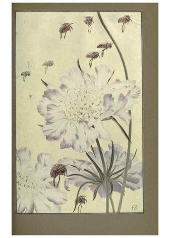 Reproducción/Reproduction 8190386509: News of spring and other nature studies.. New YorkDodd, Mead1917