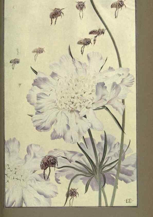 Reproducción/Reproduction 8190386509: News of spring and other nature studies.. New YorkDodd, Mead1917