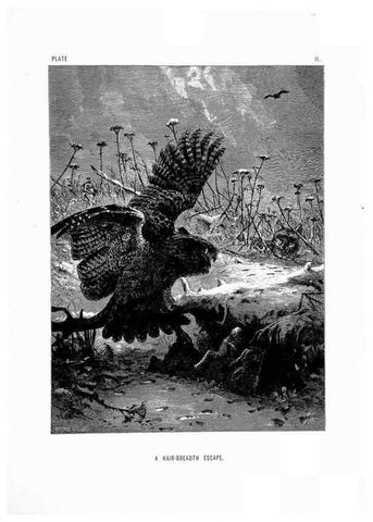 Reproducción/Reproduction 8199183995: The life and habits of wild animals,. London,A. Macmillan,1874.