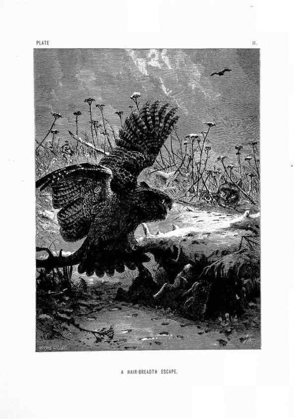 Reproducción/Reproduction 8199183995: The life and habits of wild animals,. London,A. Macmillan,1874.