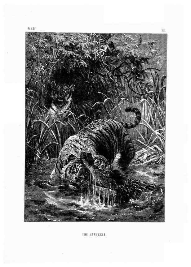 Reproducción/Reproduction 8199184567: The life and habits of wild animals,. London,A. Macmillan,1874.