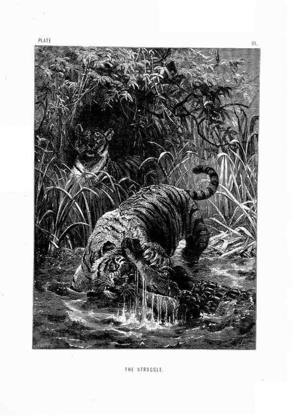 Reproducción/Reproduction 8199184567: The life and habits of wild animals,. London,A. Macmillan,1874.
