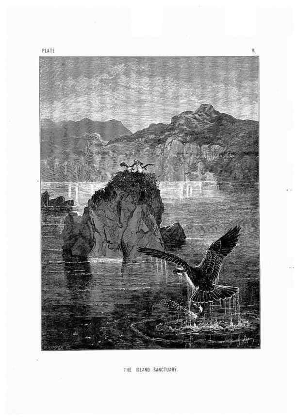 Reproducción/Reproduction 8200278032: The life and habits of wild animals,. London,A. Macmillan,1874.