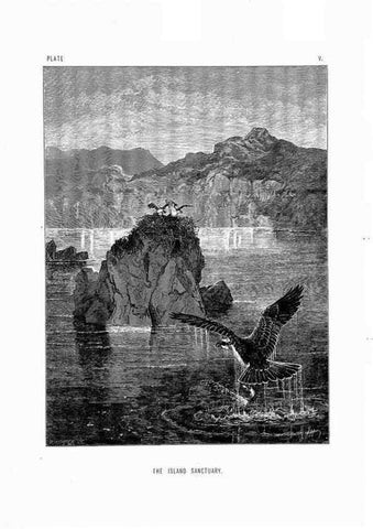 Reproducción/Reproduction 8200278032: The life and habits of wild animals,. London,A. Macmillan,1874.