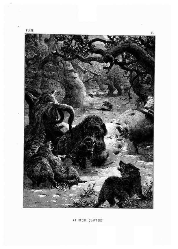 Reproducción/Reproduction 8200278584: The life and habits of wild animals,. London,A. Macmillan,1874.