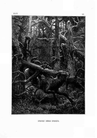 Reproducción/Reproduction 8200279030: The life and habits of wild animals,. London,A. Macmillan,1874.