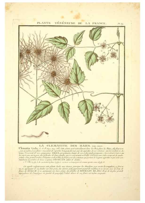 Reproducción/Reproduction 8189874605: Herbier de la France;. Paris,Chez l'auteur, Didot, Debure, Belin,1780-93.