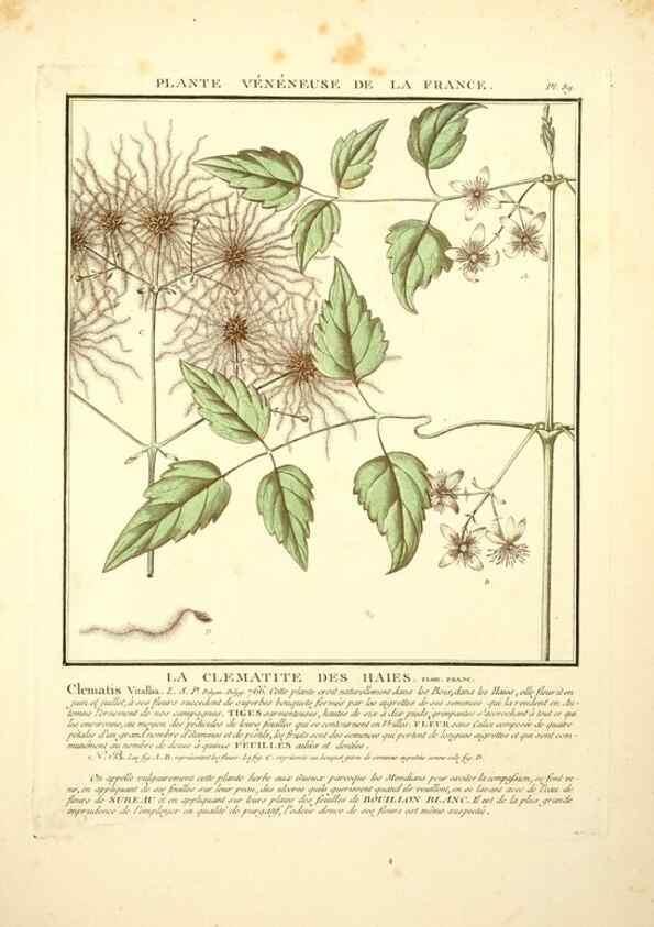 Reproducción/Reproduction 8189874605: Herbier de la France;. Paris,Chez l'auteur, Didot, Debure, Belin,1780-93.