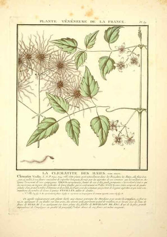 Reproducción/Reproduction 8189874605: Herbier de la France;. Paris,Chez l'auteur, Didot, Debure, Belin,1780-93.