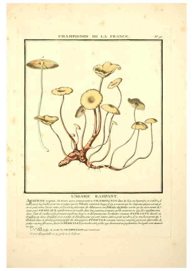 Reproducción/Reproduction 8190957524: Herbier de la France;. Paris,Chez l'auteur, Didot, Debure, Belin,1780-93.