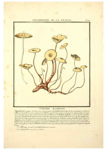 Reproducción/Reproduction 8190957524: Herbier de la France;. Paris,Chez l'auteur, Didot, Debure, Belin,1780-93.