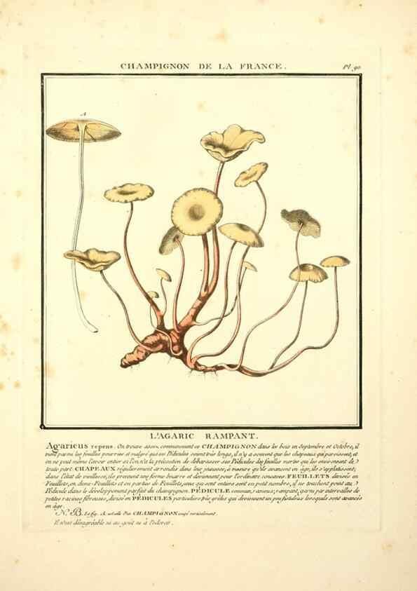 Reproducción/Reproduction 8190957524: Herbier de la France;. Paris,Chez l'auteur, Didot, Debure, Belin,1780-93.