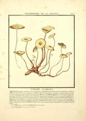 Reproducción/Reproduction 8190957524: Herbier de la France;. Paris,Chez l'auteur, Didot, Debure, Belin,1780-93.