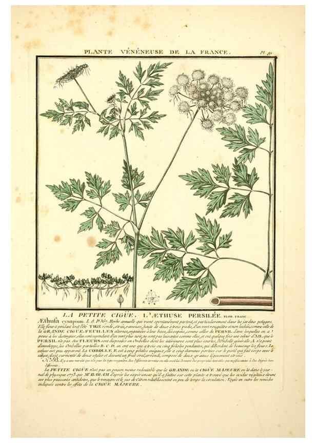 Reproducción/Reproduction 8189875677: Herbier de la France;. Paris,Chez l'auteur, Didot, Debure, Belin,1780-93.