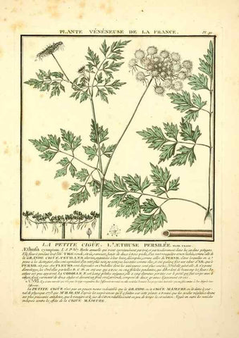Reproducción/Reproduction 8189875677: Herbier de la France;. Paris,Chez l'auteur, Didot, Debure, Belin,1780-93.