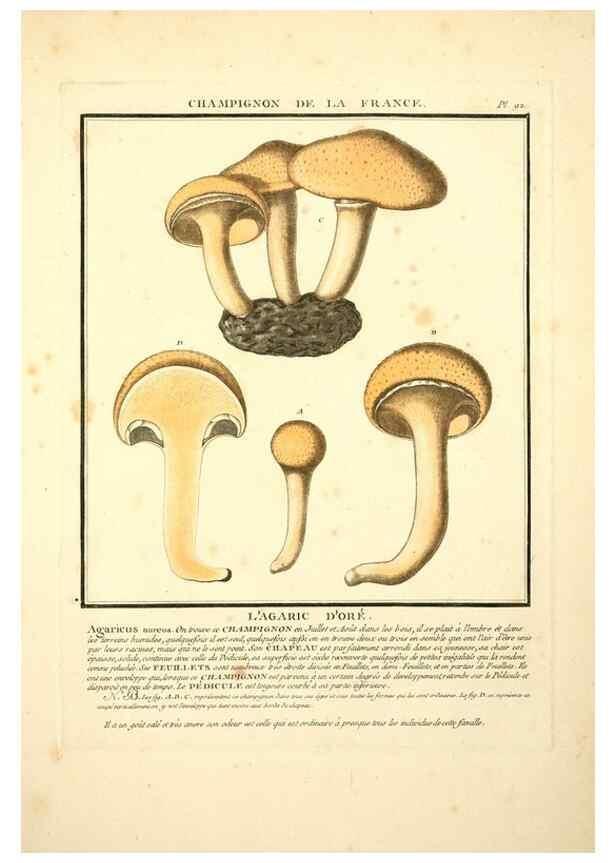 Reproducción/Reproduction 8189876103: Herbier de la France;. Paris,Chez l'auteur, Didot, Debure, Belin,1780-93.
