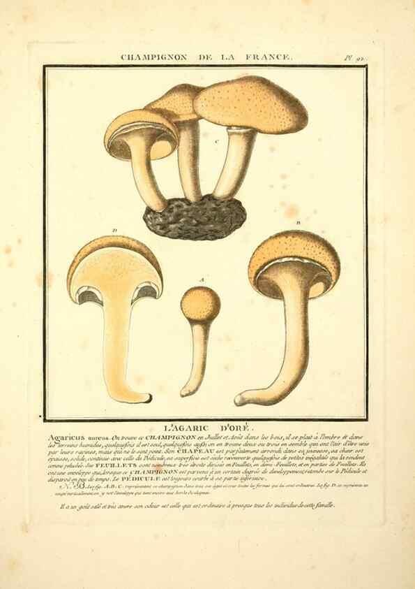 Reproducción/Reproduction 8189876103: Herbier de la France;. Paris,Chez l'auteur, Didot, Debure, Belin,1780-93.