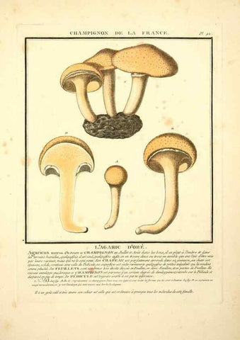 Reproducción/Reproduction 8189876103: Herbier de la France;. Paris,Chez l'auteur, Didot, Debure, Belin,1780-93.