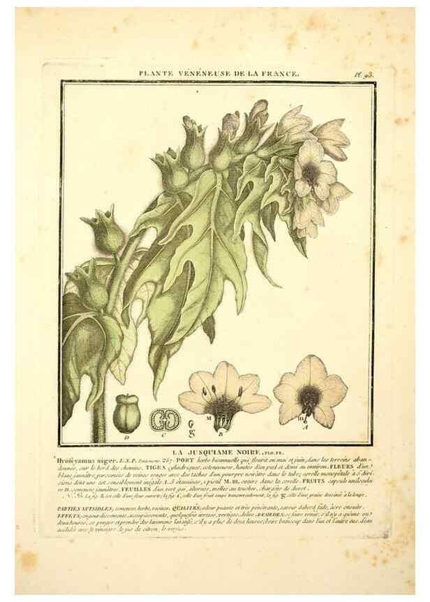 Reproducción/Reproduction 8190958976: Herbier de la France;. Paris,Chez l'auteur, Didot, Debure, Belin,1780-93.