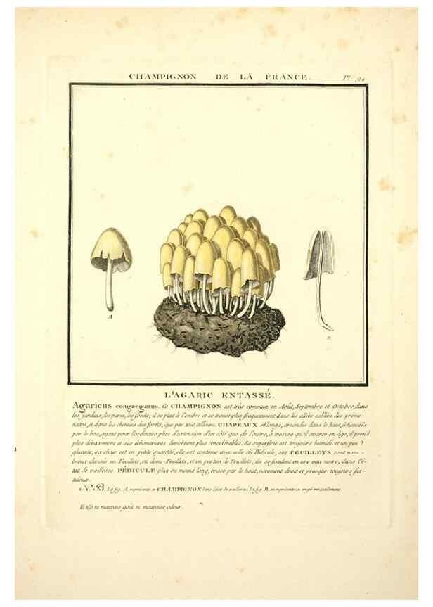 Reproducción/Reproduction 8189877171: Herbier de la France;. Paris,Chez l'auteur, Didot, Debure, Belin,1780-93.