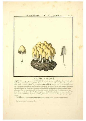 Reproducción/Reproduction 8189877171: Herbier de la France;. Paris,Chez l'auteur, Didot, Debure, Belin,1780-93.