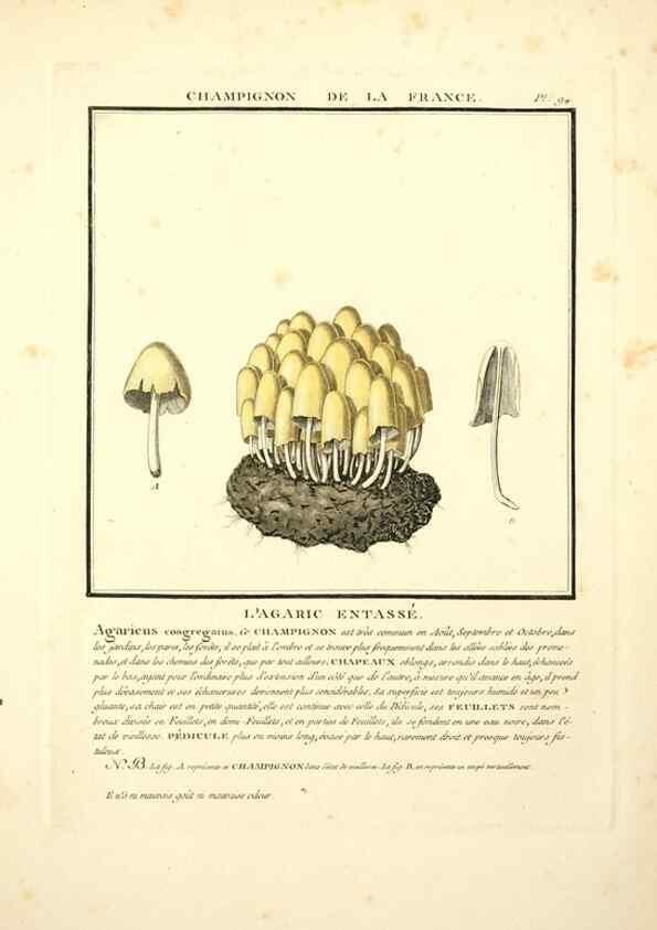 Reproducción/Reproduction 8189877171: Herbier de la France;. Paris,Chez l'auteur, Didot, Debure, Belin,1780-93.