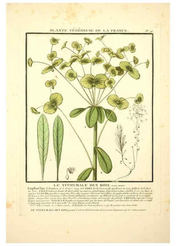 Reproducción/Reproduction 8190959880: Herbier de la France;. Paris,Chez l'auteur, Didot, Debure, Belin,1780-93.