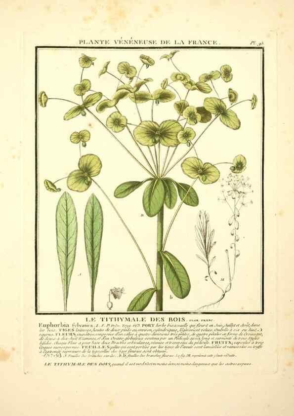 Reproducción/Reproduction 8190959880: Herbier de la France;. Paris,Chez l'auteur, Didot, Debure, Belin,1780-93.