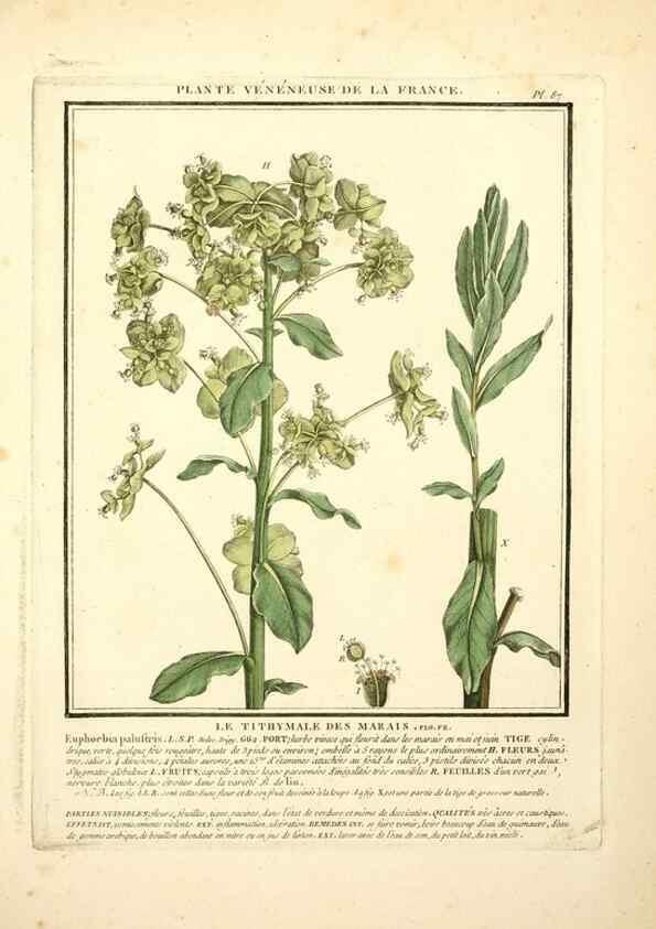 Reproducción/Reproduction 8189873549: Herbier de la France;. Paris,Chez l'auteur, Didot, Debure, Belin,1780-93.