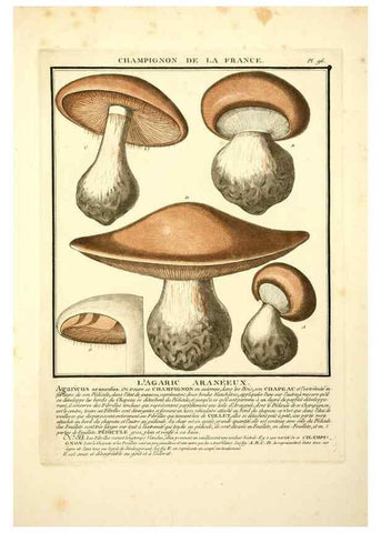 Reproducción/Reproduction 8189878083: Herbier de la France;. Paris,Chez l'auteur, Didot, Debure, Belin,1780-93.