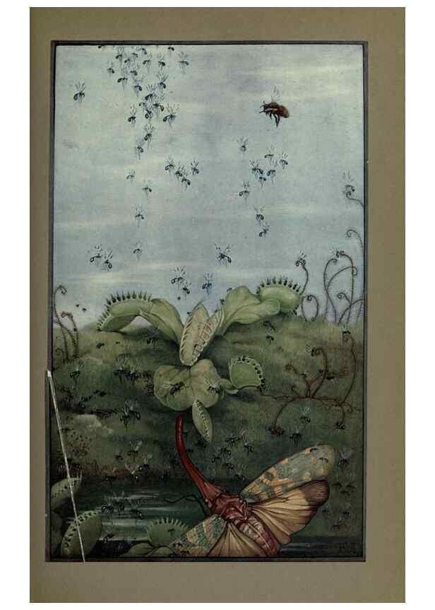 Reproducción/Reproduction 8190380011: News of spring and other nature studies.. New YorkDodd, Mead1917