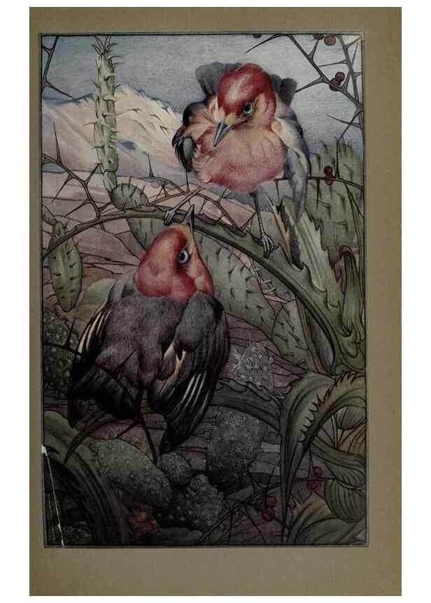 Reproducción/Reproduction 8191463654: News of spring and other nature studies.. New YorkDodd, Mead1917