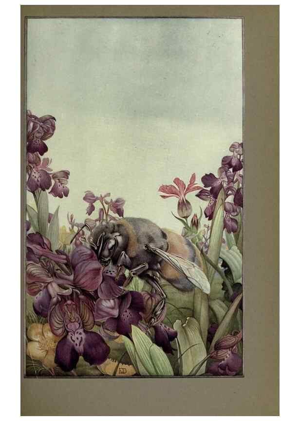 Reproducción/Reproduction 8191463998: News of spring and other nature studies.. New YorkDodd, Mead1917