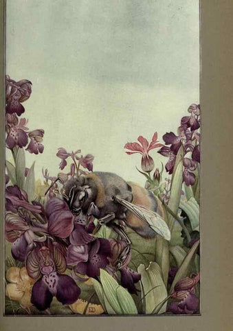 Reproducción/Reproduction 8191463998: News of spring and other nature studies.. New YorkDodd, Mead1917