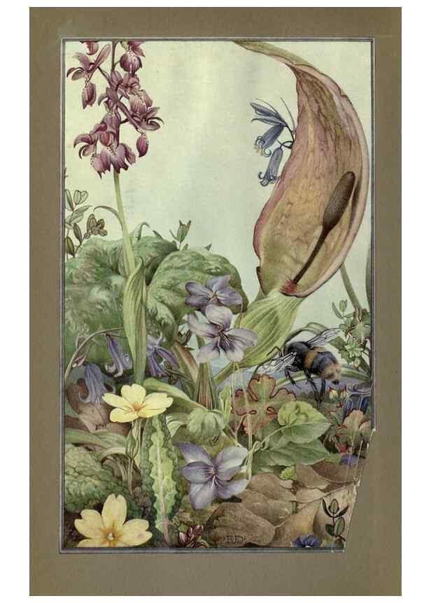 Reproducción/Reproduction 8190378143: News of spring and other nature studies.. New YorkDodd, Mead1917