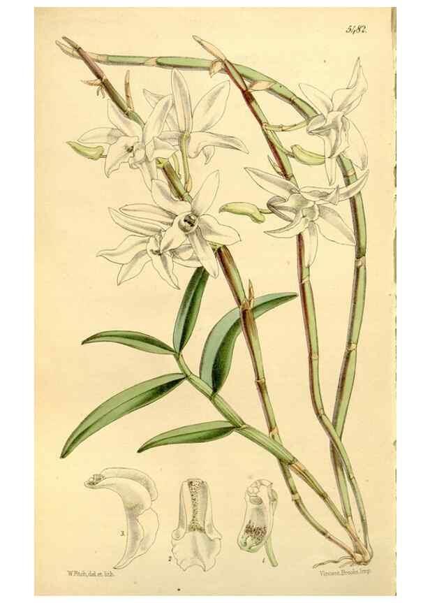 Reproducción/Reproduction 8167074560: Curtis's botanical magazine.. London ;New York [etc.] :Academic Press [etc.]