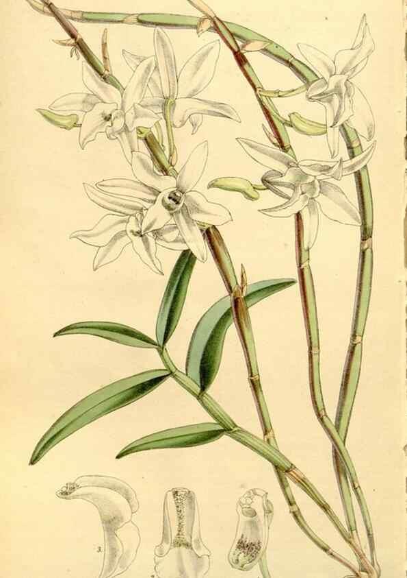 Reproducción/Reproduction 8167074560: Curtis's botanical magazine.. London ;New York [etc.] :Academic Press [etc.]