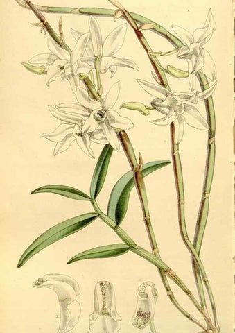 Reproducción/Reproduction 8167074560: Curtis's botanical magazine.. London ;New York [etc.] :Academic Press [etc.]