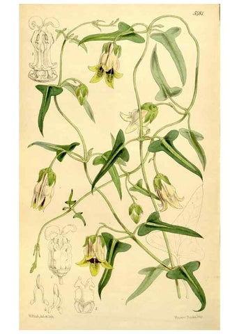 Reproducción/Reproduction 8167073784: Curtis's botanical magazine.. London ;New York [etc.] :Academic Press [etc.]