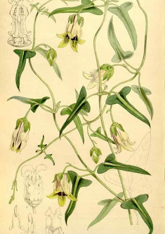 Reproducción/Reproduction 8167073784: Curtis's botanical magazine.. London ;New York [etc.] :Academic Press [etc.]