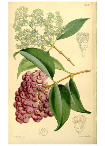 Reproducción/Reproduction 8167073102: Curtis's botanical magazine.. London ;New York [etc.] :Academic Press [etc.]