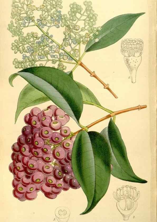 Reproducción/Reproduction 8167073102: Curtis's botanical magazine.. London ;New York [etc.] :Academic Press [etc.]