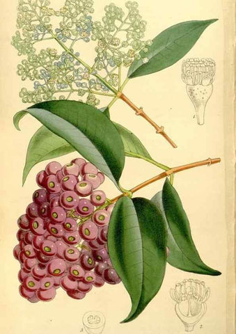 Reproducción/Reproduction 8167073102: Curtis's botanical magazine.. London ;New York [etc.] :Academic Press [etc.]