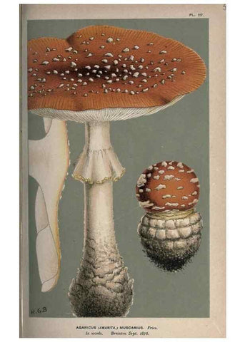 Reproducción/Reproduction 8163859887: Illustrations of British Fungi (Hymenomycetes), to serve as an atlas to the ""Handbook of British Fungi"".. LondonWilliams and Norgate1881-91