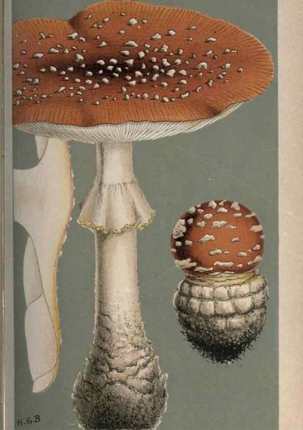 Reproducción/Reproduction 8163859887: Illustrations of British Fungi (Hymenomycetes), to serve as an atlas to the ""Handbook of British Fungi"".. LondonWilliams and Norgate1881-91