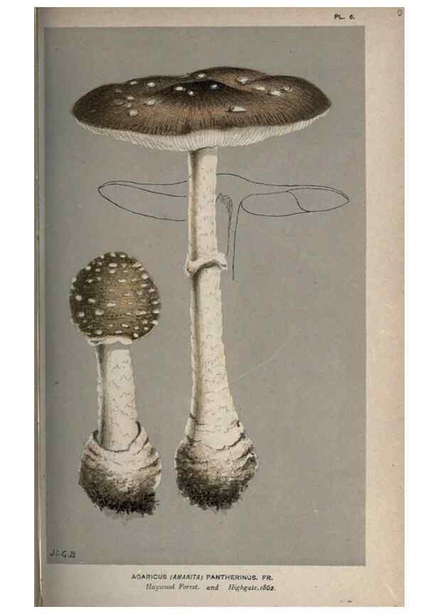 Reproducción/Reproduction 8163893302: Illustrations of British Fungi (Hymenomycetes), to serve as an atlas to the ""Handbook of British Fungi"".. LondonWilliams and Norgate1881-91