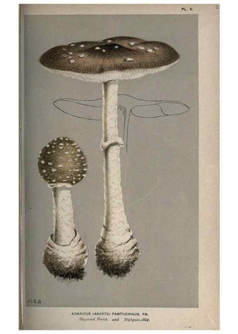 Reproducción/Reproduction 8163893302: Illustrations of British Fungi (Hymenomycetes), to serve as an atlas to the ""Handbook of British Fungi"".. LondonWilliams and Norgate1881-91