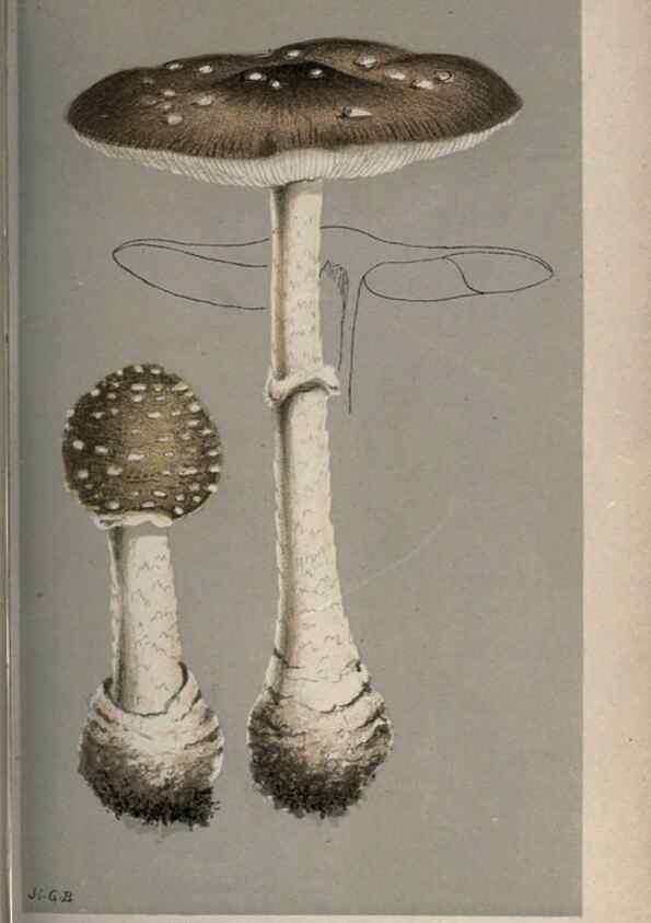 Reproducción/Reproduction 8163893302: Illustrations of British Fungi (Hymenomycetes), to serve as an atlas to the ""Handbook of British Fungi"".. LondonWilliams and Norgate1881-91