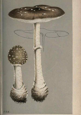 Reproducción/Reproduction 8163893302: Illustrations of British Fungi (Hymenomycetes), to serve as an atlas to the ""Handbook of British Fungi"".. LondonWilliams and Norgate1881-91
