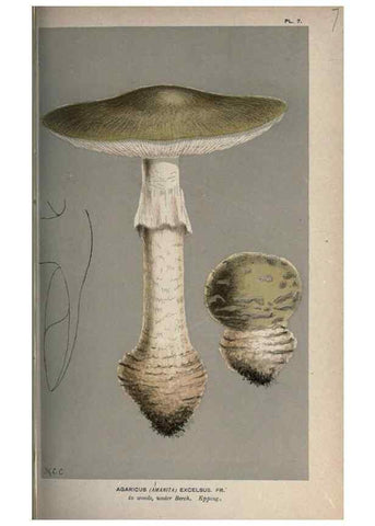 Reproducción/Reproduction 8163860725: Illustrations of British Fungi (Hymenomycetes), to serve as an atlas to the ""Handbook of British Fungi"".. LondonWilliams and Norgate1881-91